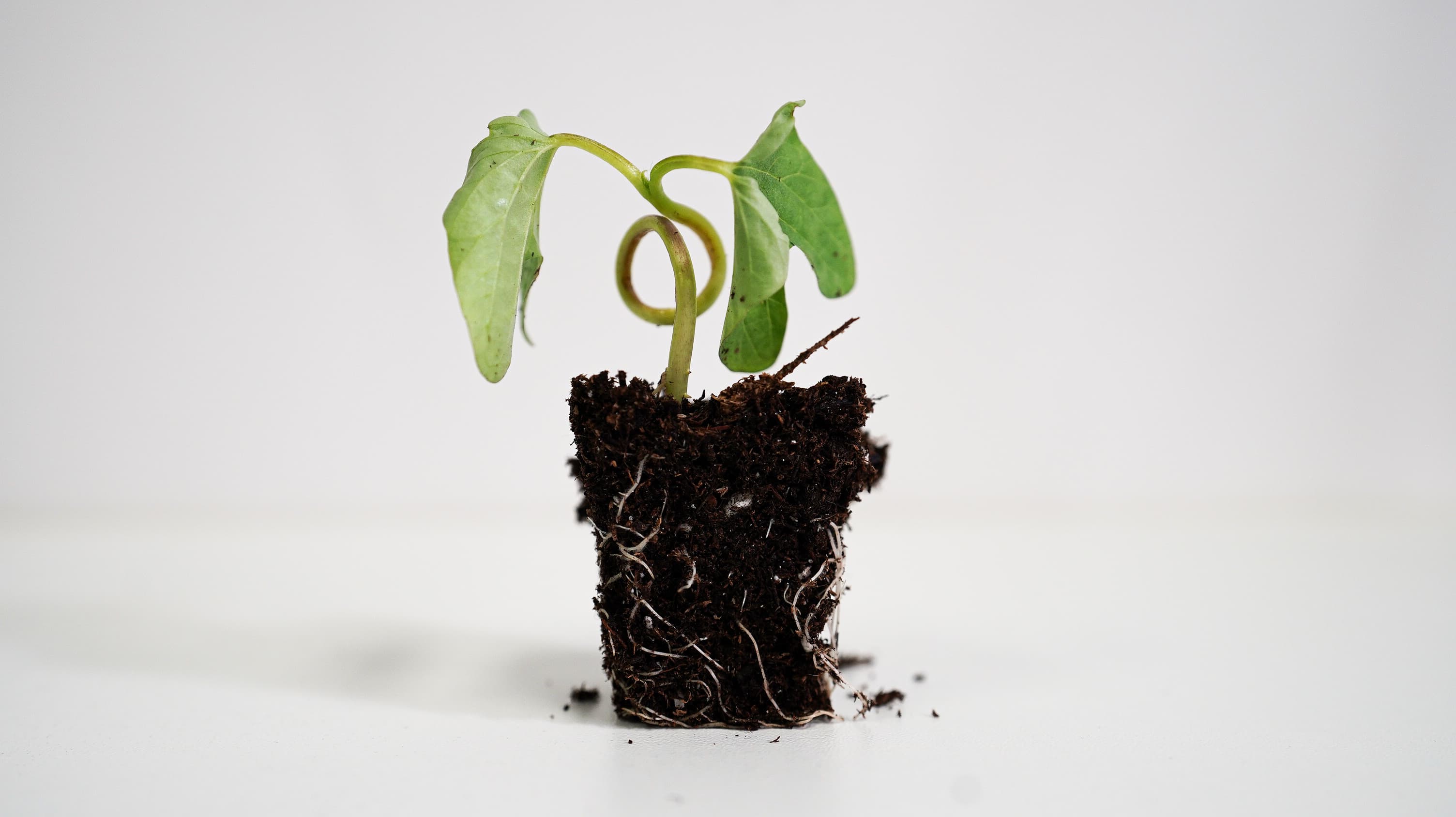 PLANT HORMONE AUGMENTATION - Media 2