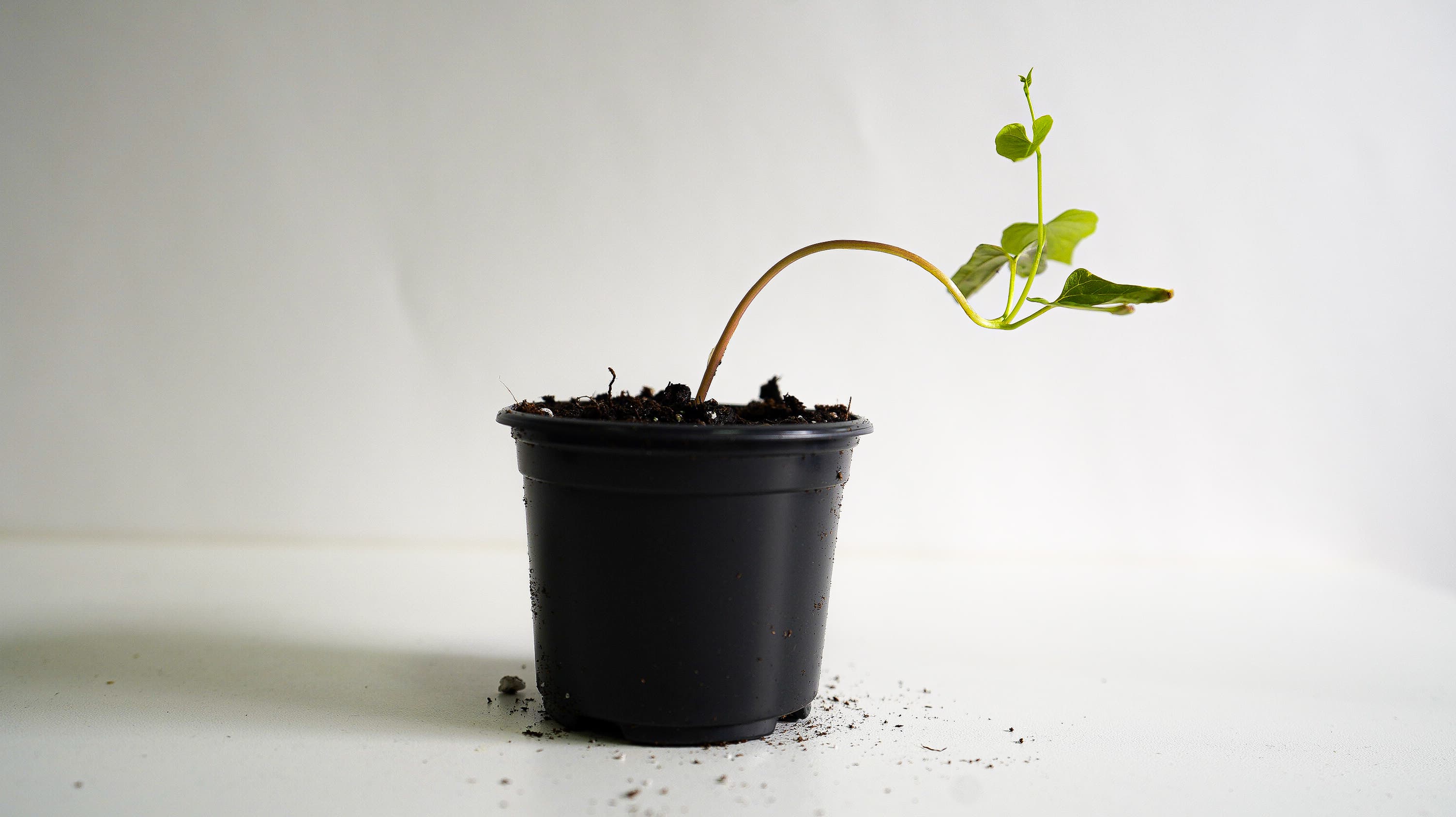 PLANT HORMONE AUGMENTATION - Media 3