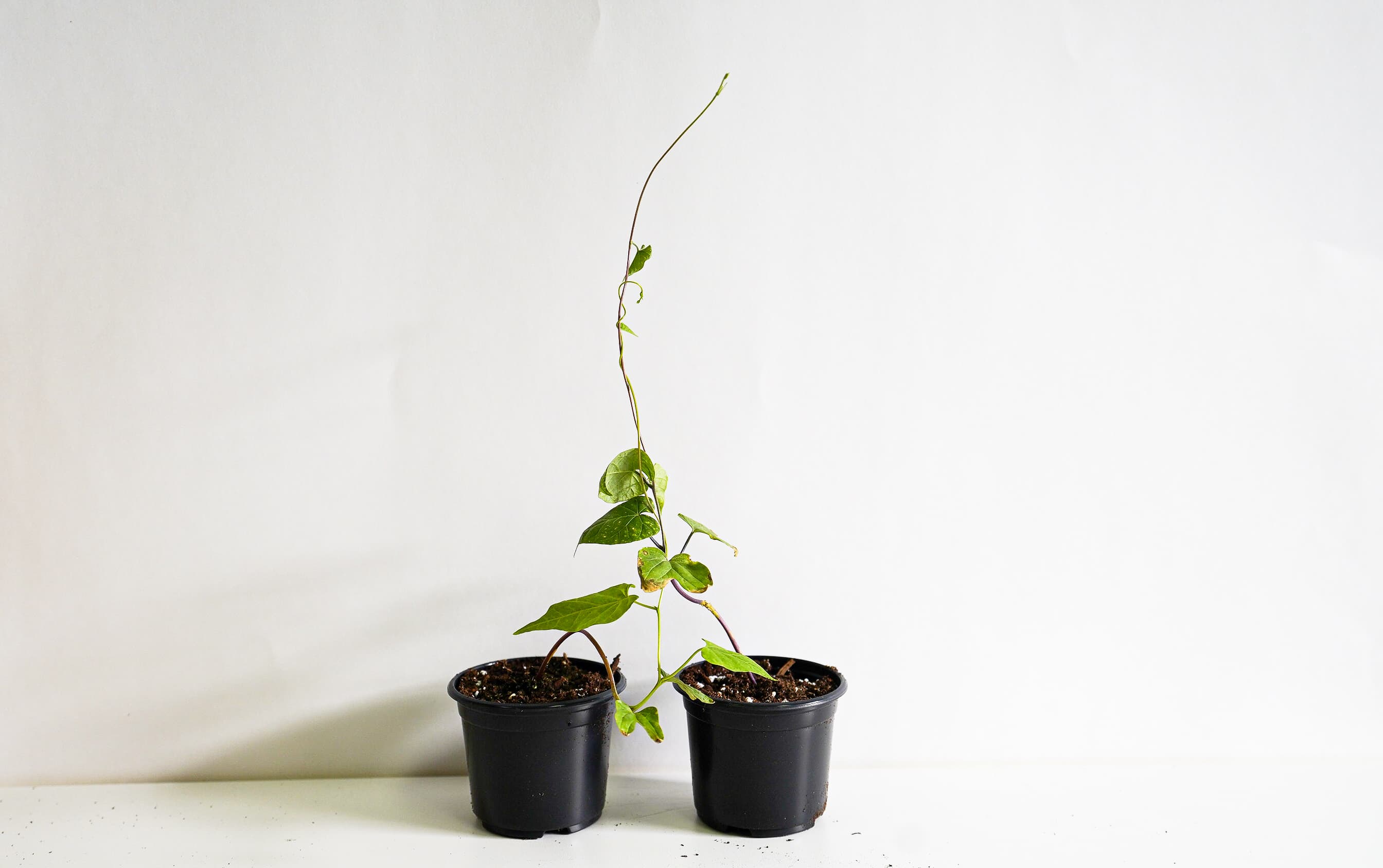PLANT HORMONE AUGMENTATION - Media 4