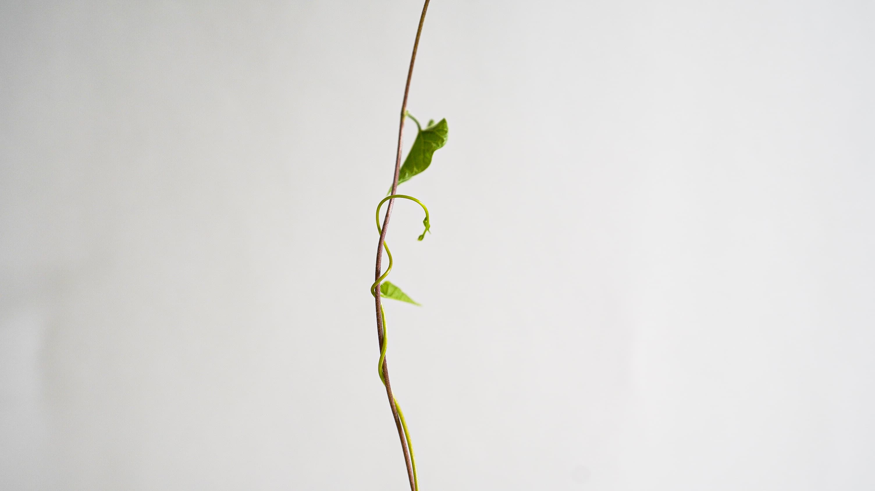 PLANT HORMONE AUGMENTATION - Media 5