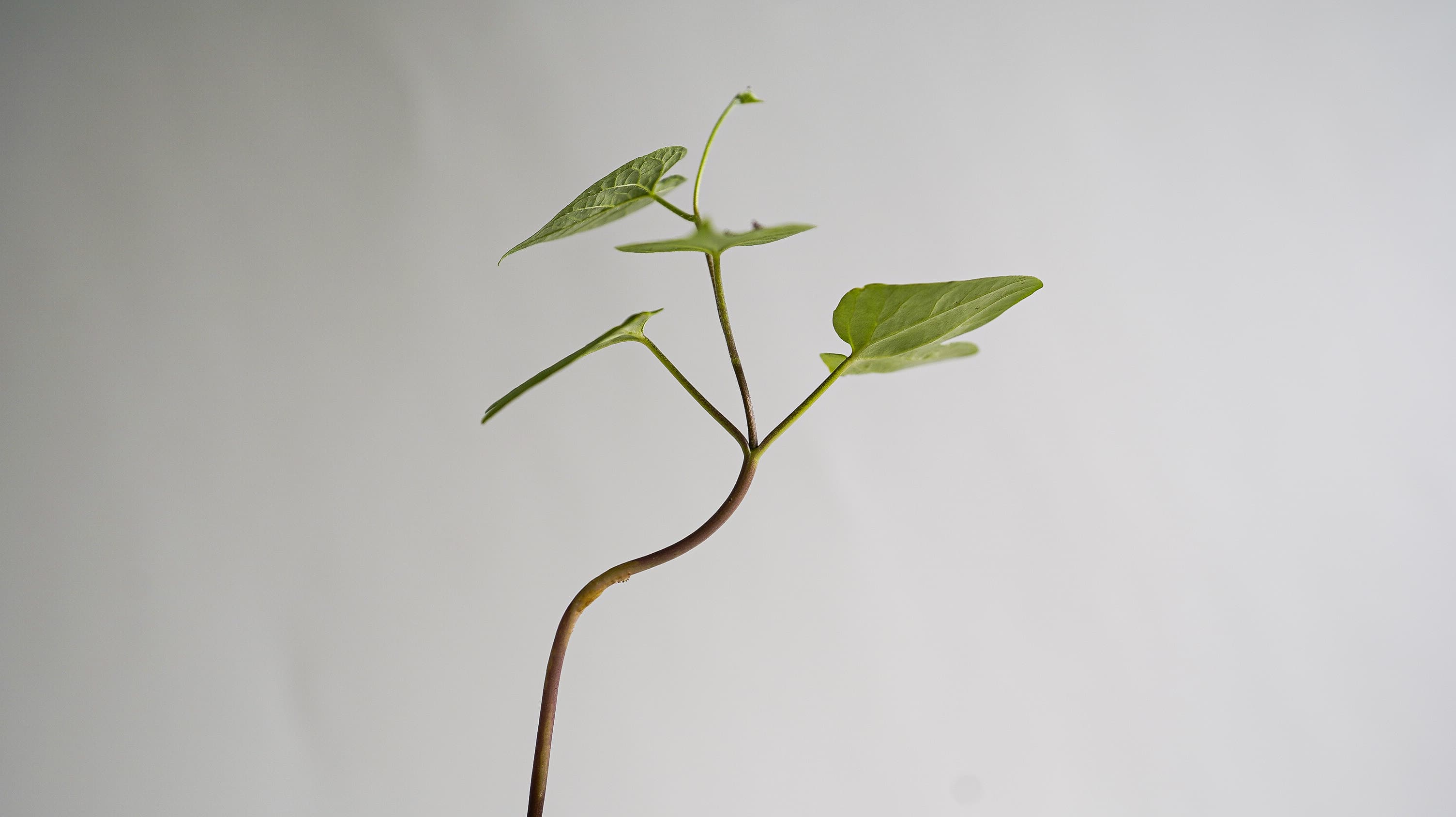 PLANT HORMONE AUGMENTATION - Media 6
